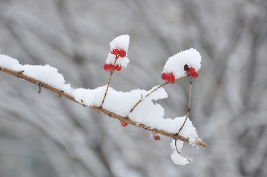 枝头雪