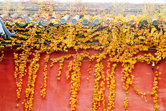 故宫墙壁上的秋天红叶