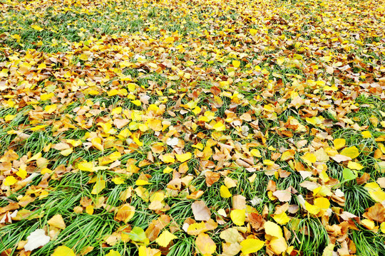 秋天草地上的秋叶