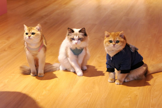 三只胖胖的宠物猫