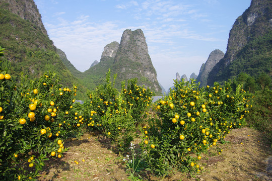 果园水果柑果