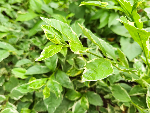 假连翘植物
