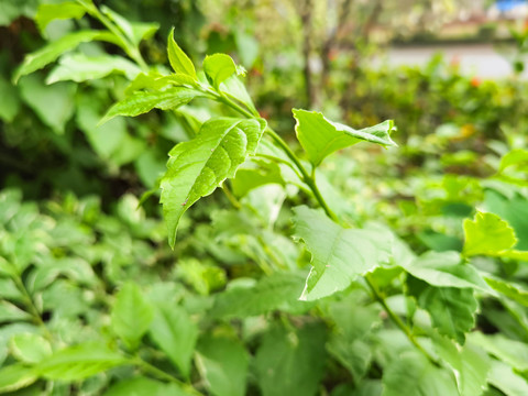 假连翘植物