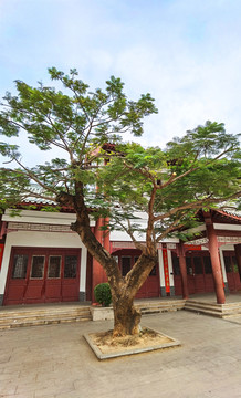 文博宫院内大树