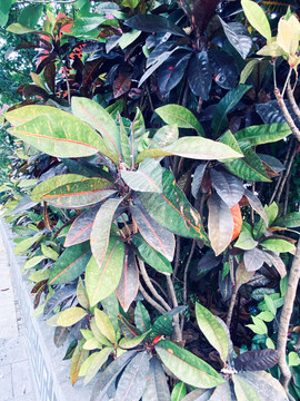 变叶木植物