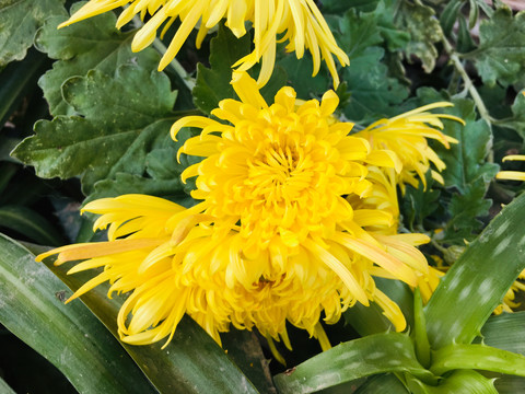 菊花