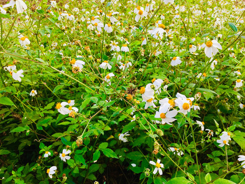 草药鬼针草