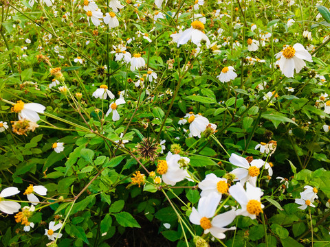 鬼针草花