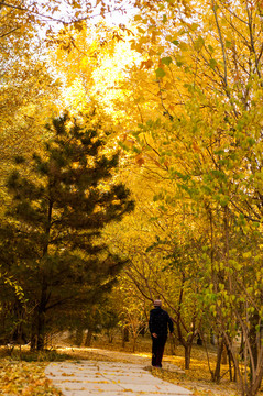 年迈老人走在深秋林间小路上