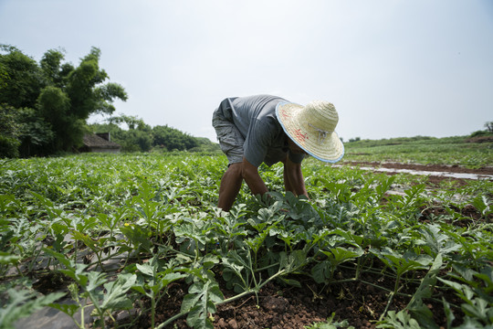农民在西瓜地里劳作