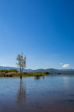 丽江拉市海湿地公园景观