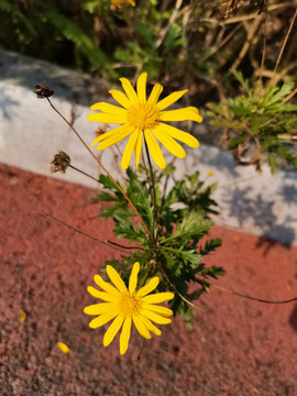 小菊花野菊花