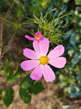 格桑花