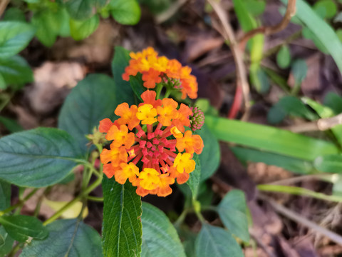 马樱丹花卉