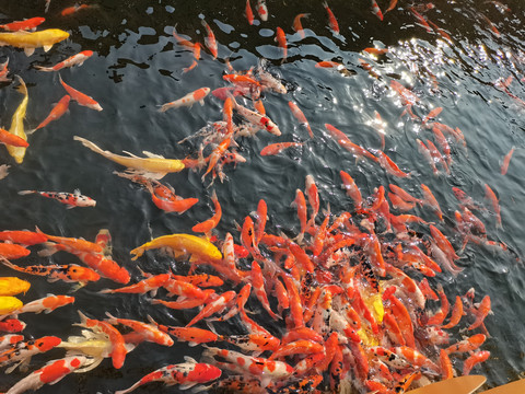 公园锦鲤鲤鱼