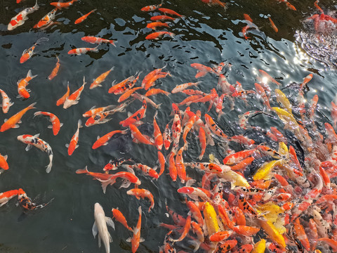 公园锦鲤鲤鱼