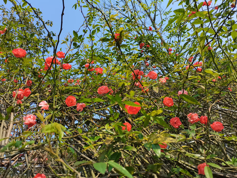 蔷薇花卉