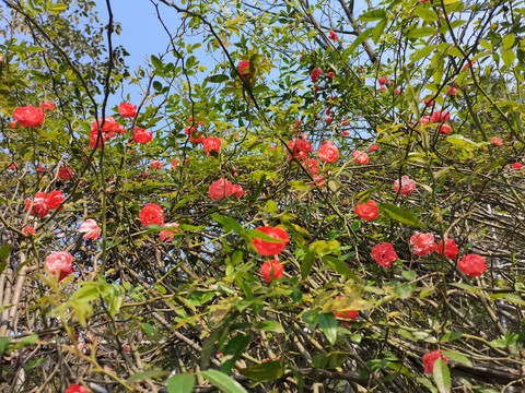 蔷薇花卉