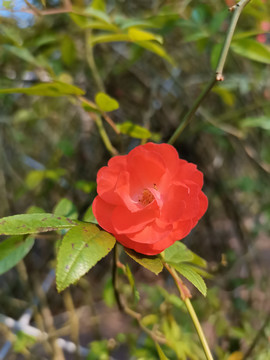 蔷薇花