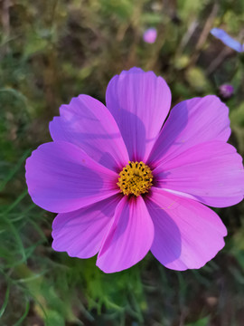 格桑花特写