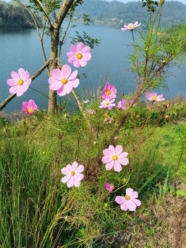 格桑花