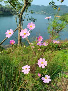 格桑花