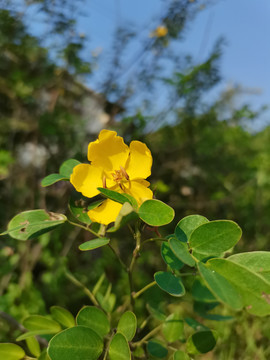 黄花槐