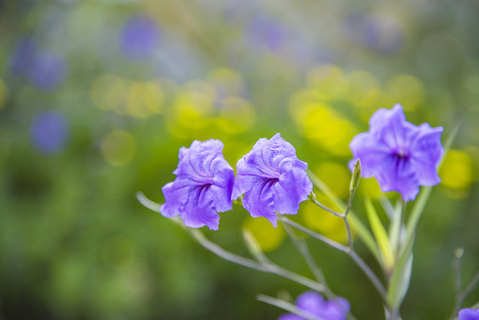 蓝花草