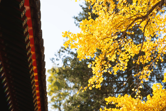 北京红螺寺的秋色