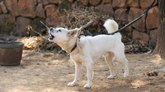 土狗