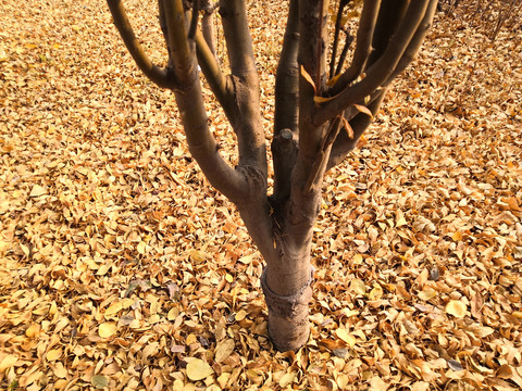 秋天的枯树