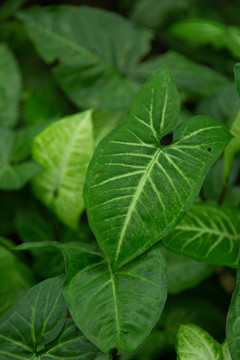 绿植花卉背景素材