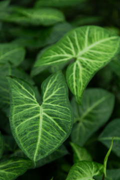 绿植花卉背景素材