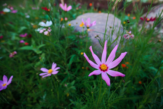 格桑花