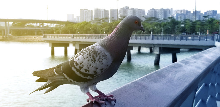 海边的鸽子