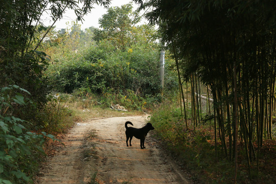 乡间小路上的黑色小狗