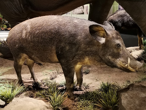 马家浜文化博物馆野猪标本