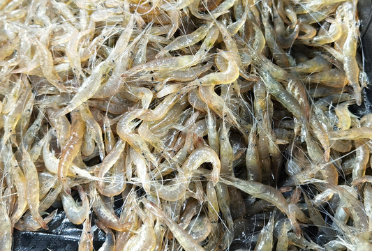 河虾