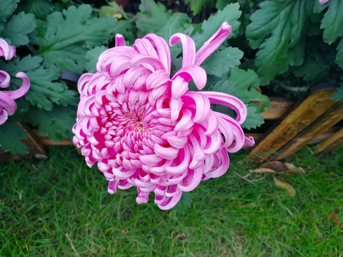 菊花