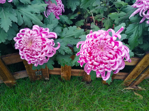 菊花