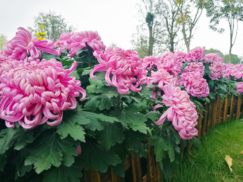 菊花