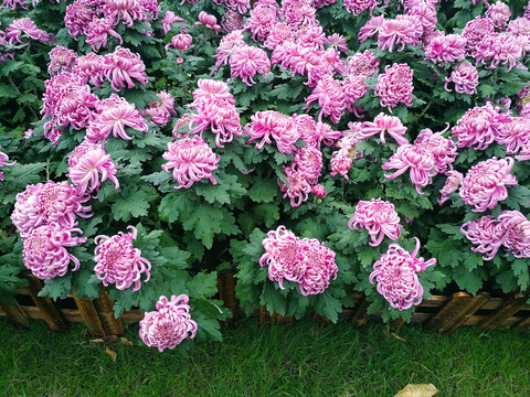 菊花