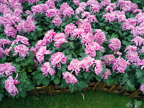 菊花