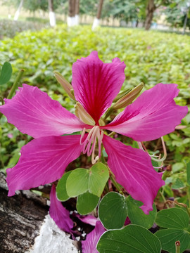 紫荆花