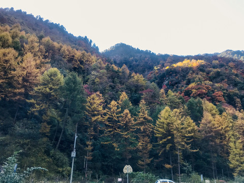 秋天的彩林
