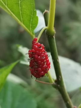 红色桑椹果实