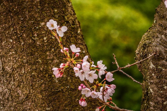 樱花