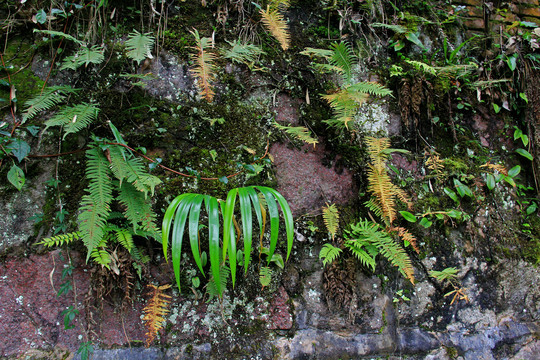 生态植物扁竹叶