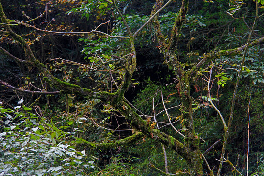 原始森林树上苔藓