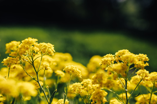 油菜花